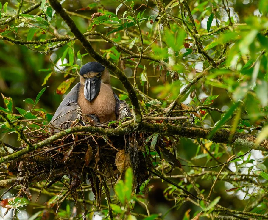 Boat-billed Heron, Cochlearius cochlearius, Costa Rica