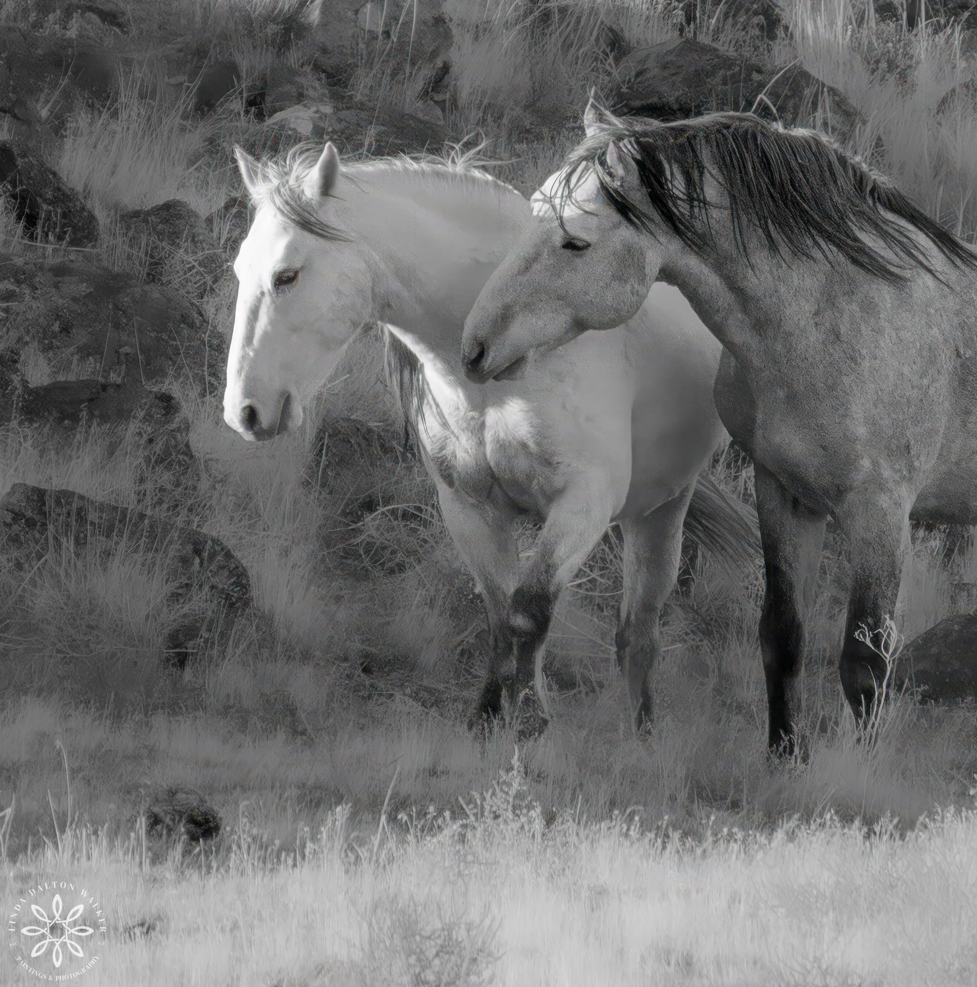 Onaqui Wild Horses - An Intimate Moment