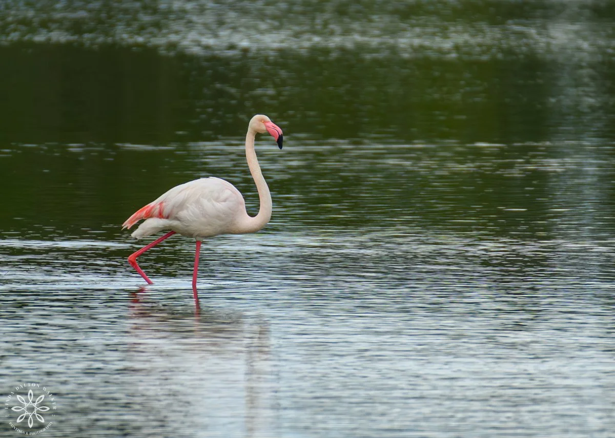 Greater Flamingos, Priolo Nature Reserve, Sicily, Stroll