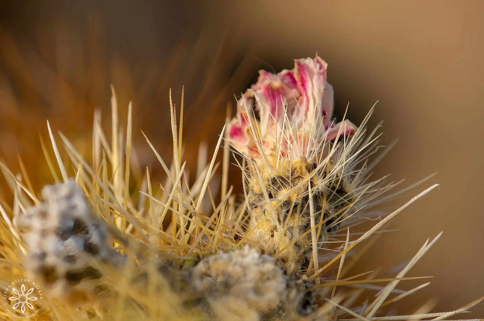 Cholla Cactus Flower, JoshuaTree, California, ©LindaDaltonWalker.jpg