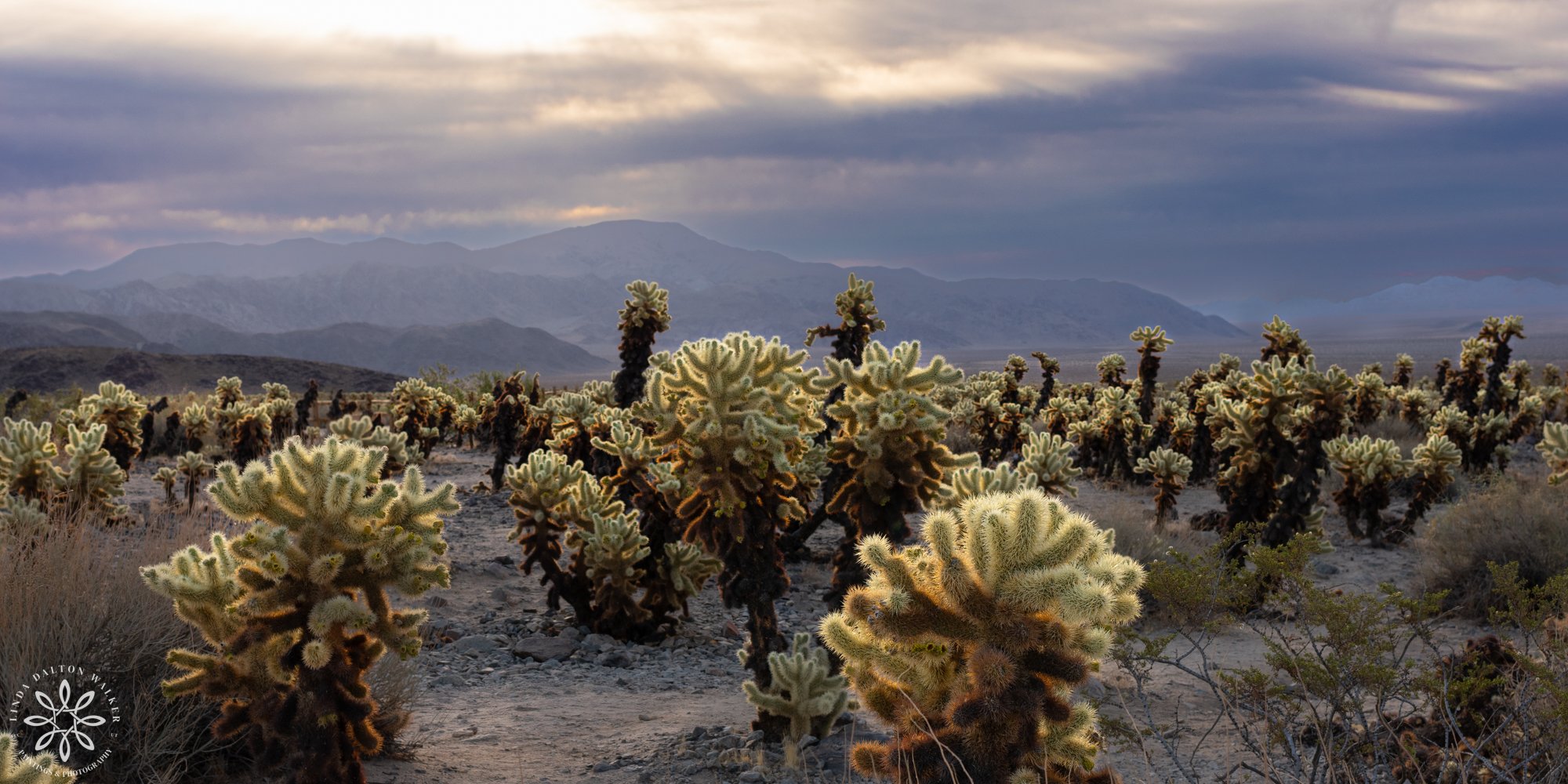 Joshua Tree National Park, Sunrise Cholla Cactus Garden