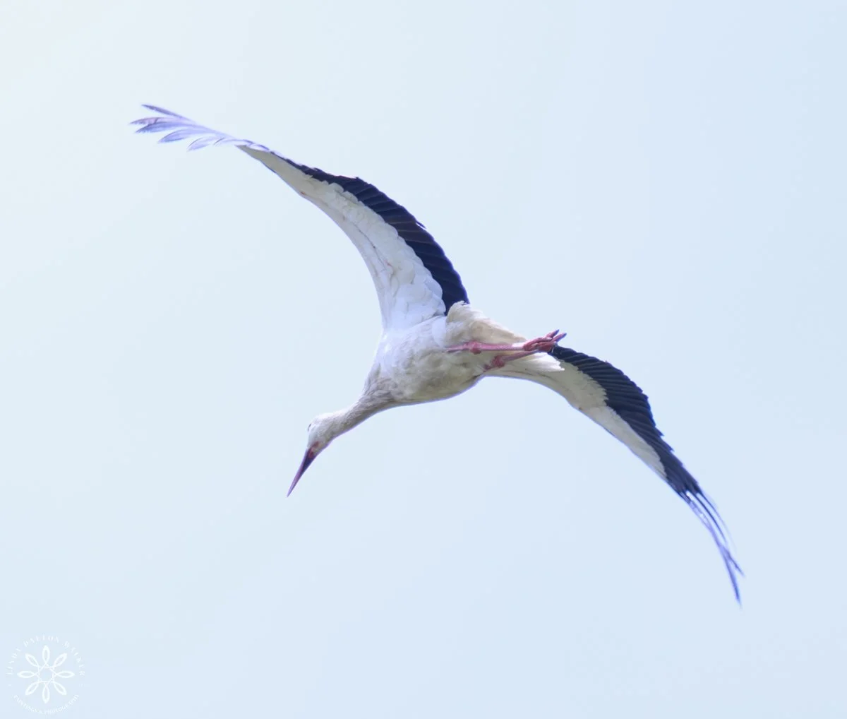 White Stork - white large shore bird with black tipped wings, flying in air in Sicily, Italy, Photograph by Salt Lake City, Utah Wildlife Photographer, Linda Dalton Walker