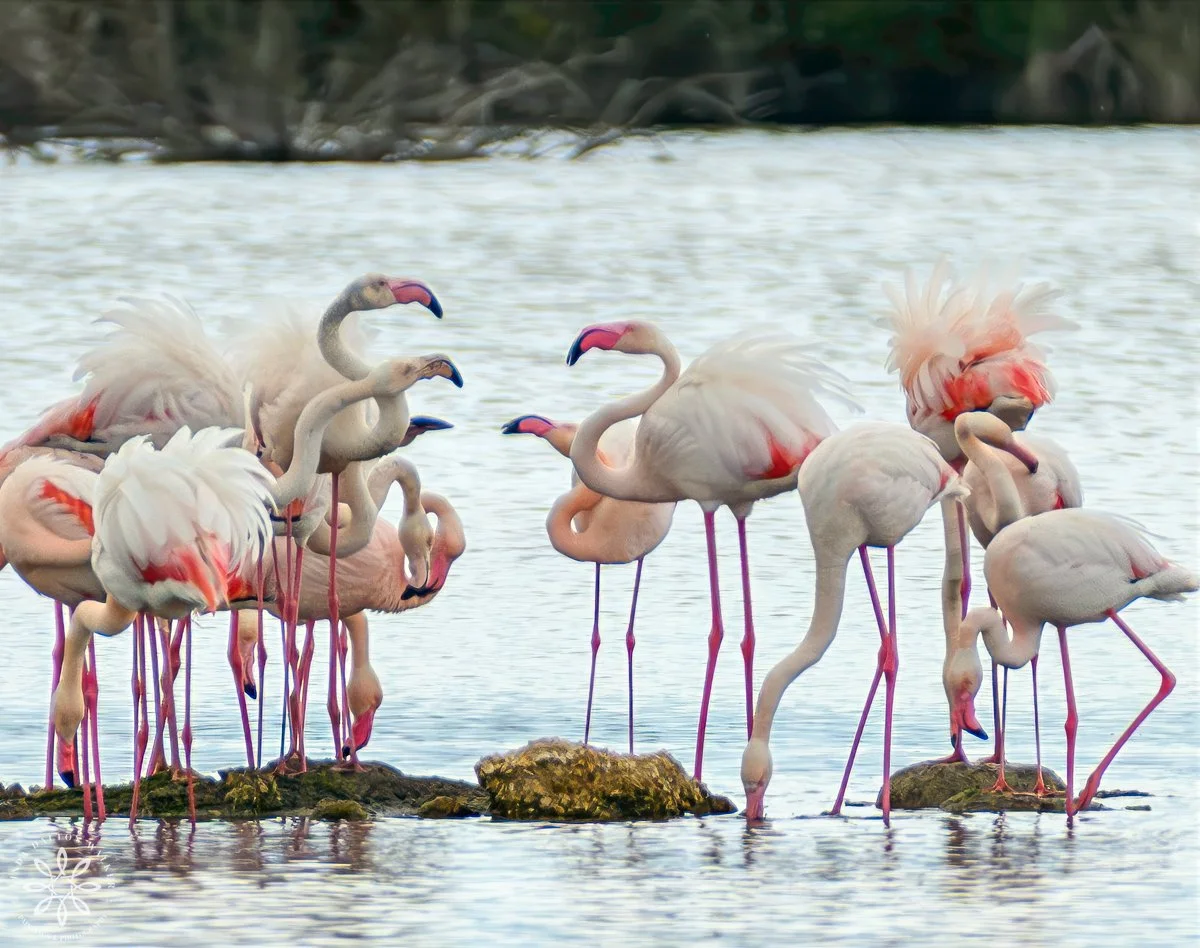 Greater Flamingos, Priolo Nature Reserve, Sicily, Query