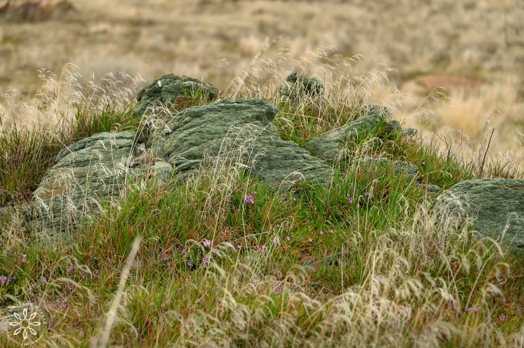 111 Great Salt Lake, Utah, Fremont Island, Copper Rocks,-March 14, 2026, Linda Dalton Walker.jpg