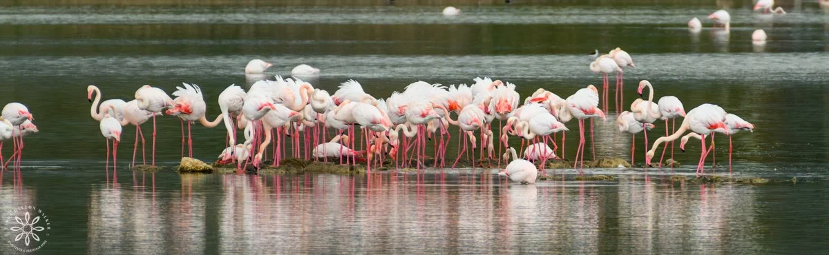 Group of Greater Flamingos standing on small piece of land, Sicily, Italy, fine art wildlife photography print by Linda Dalton Walker
