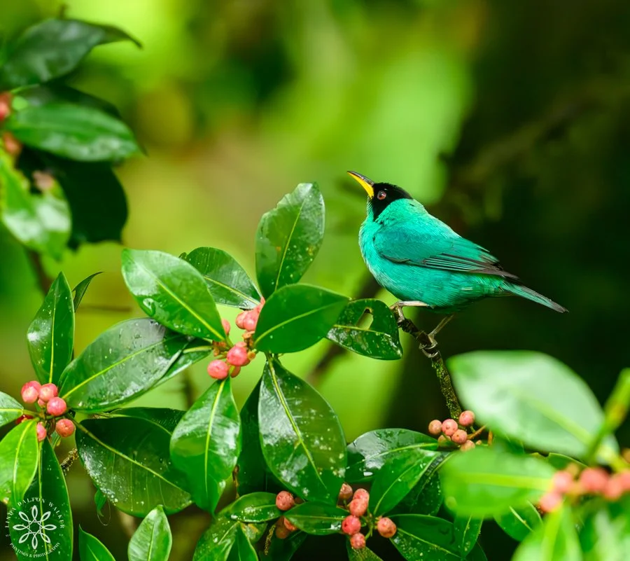 Green Honeycreeper, Chlorophanes spiza, Costa Rica