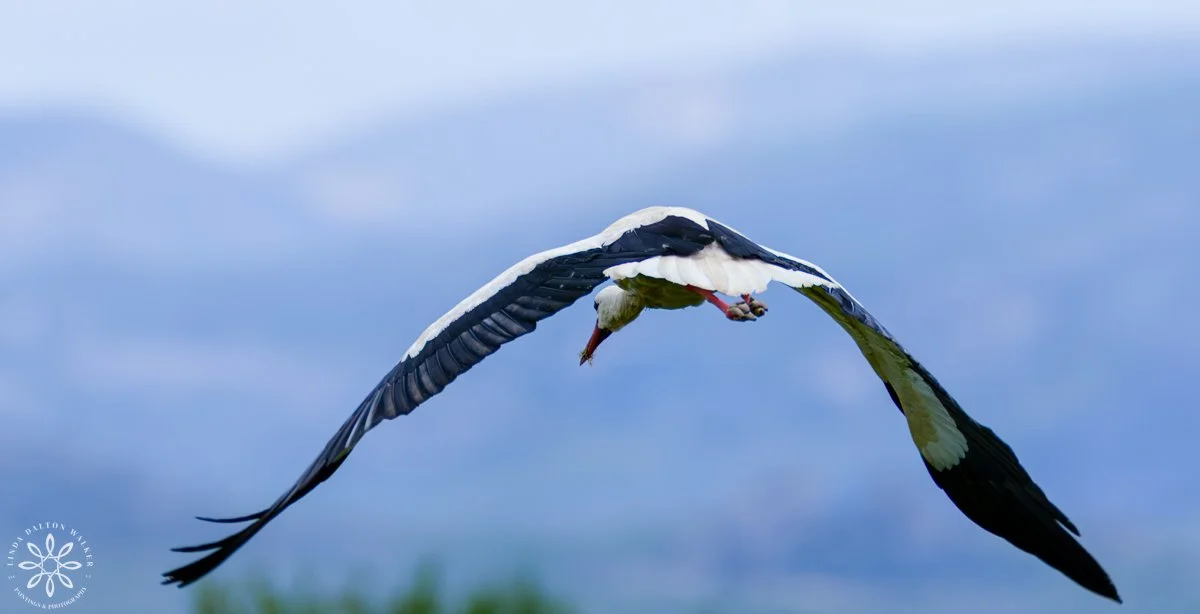 White Stork - white large shore bird with black tipped wings, flying in air in Sicily, Italy, Photograph by Salt Lake City, Utah Wildlife Photographer, Linda Dalton Walker