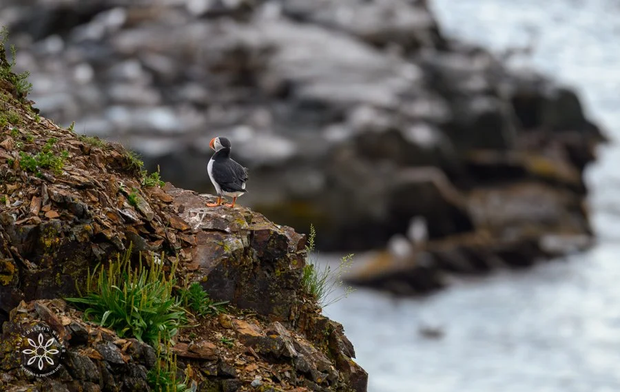 Atlantic puffin standing on a rough rocky ledge with a distant rookery in view, Newfoundland.
