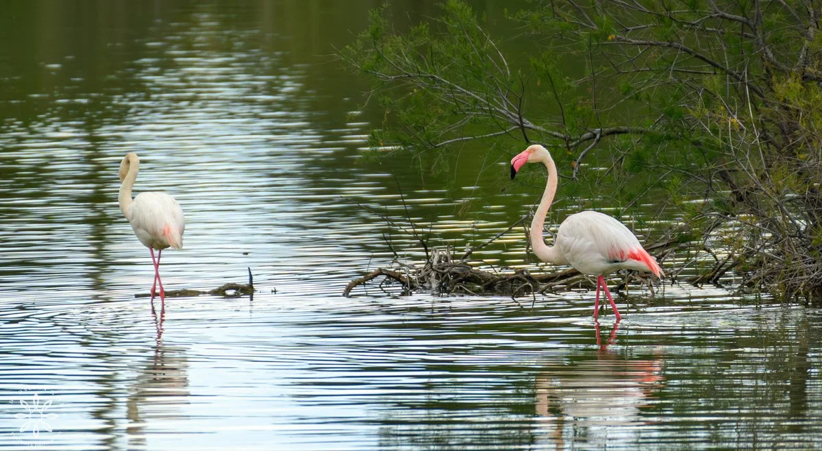 Pair of Greater Flamingos in water, one walking in golden light, Nature Reserve, Sicily, Italy