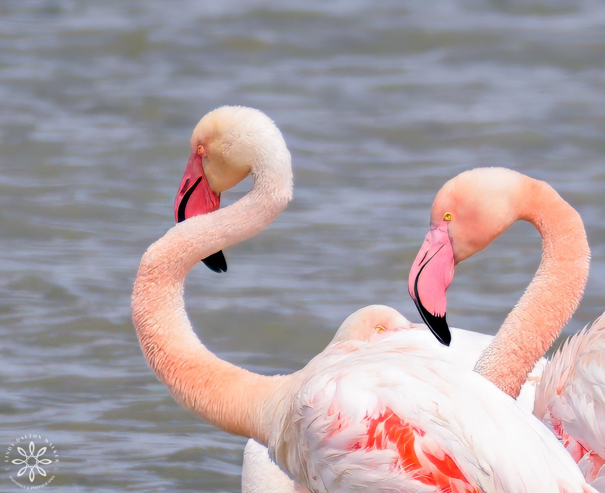 Greater Flamingos, Priolo Nature Reserve, Sicily, S-Necks