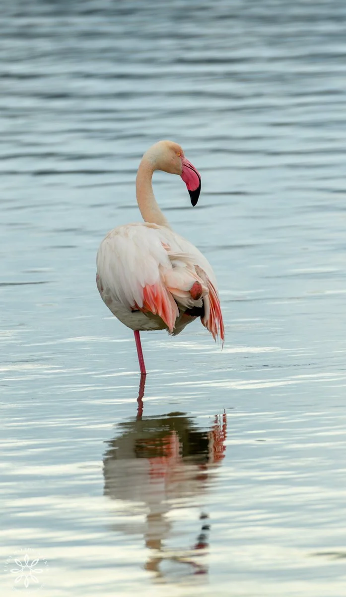 A single Greater Flamingos standing on one leg in blue water with its head turned right.