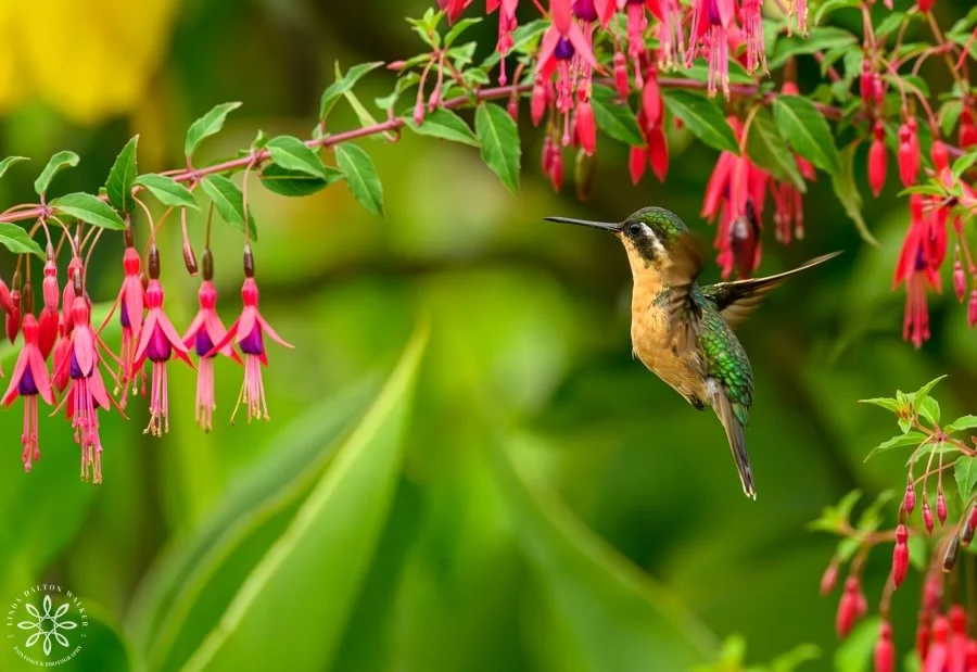 Purple-throated Mountain-gem Female Hummingbird, Lampoons calolaemus, Costa Rica, Facing Left