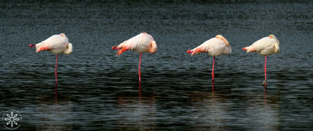 Greater Flamingos, Priolo Nature Reserve, Sicily, Deepening Waters