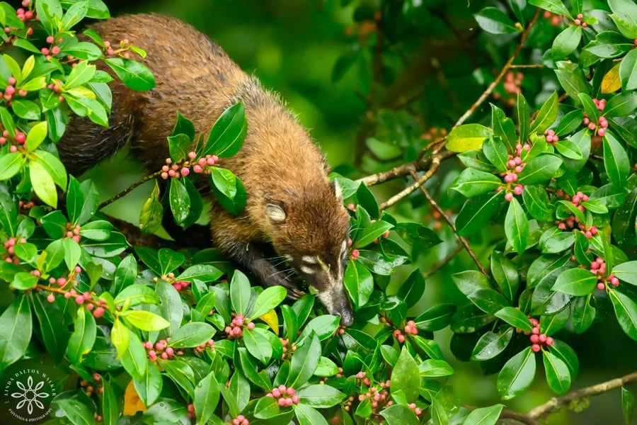 Coati, Nasua Narita, Costa Rica, climbing in a brush. White nose and brown furry body. Fine art wildlife photography print by Linda Dalton Walker