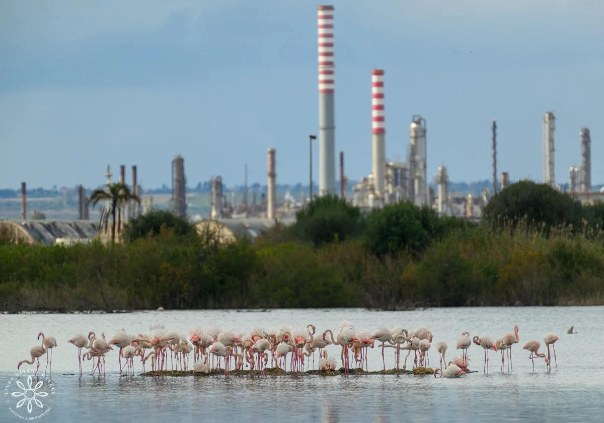 Group of Greater Flamingos in front of Industries, Sicily, Italy, fine art wildlife photography print by Linda Dalton Walker