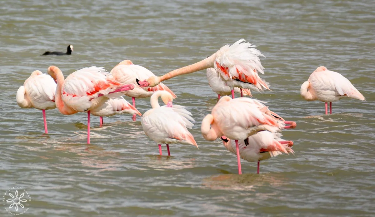 Group of Greater Flamingos in shallow water, with one of them with its neck outstretched leaning in towards another flamingo, Sicily, Italyfine art wildlife photography print by Linda Dalton Walker