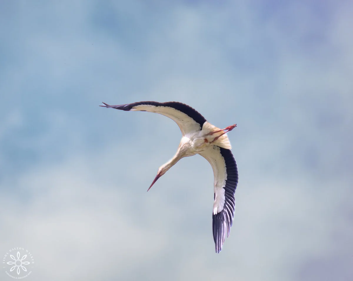 White Stork - white large shore bird with black tipped wings, flying in air in Sicily, Italy, Photograph by Salt Lake City, Utah Wildlife Photographer, Linda Dalton Walker