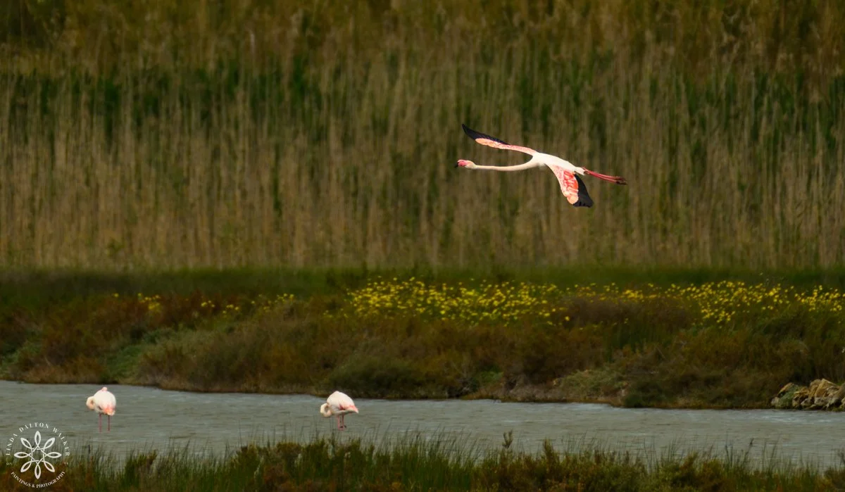 Greater Flamingos, Vendicari Nature Reserve, Sicily, Over The Meadow