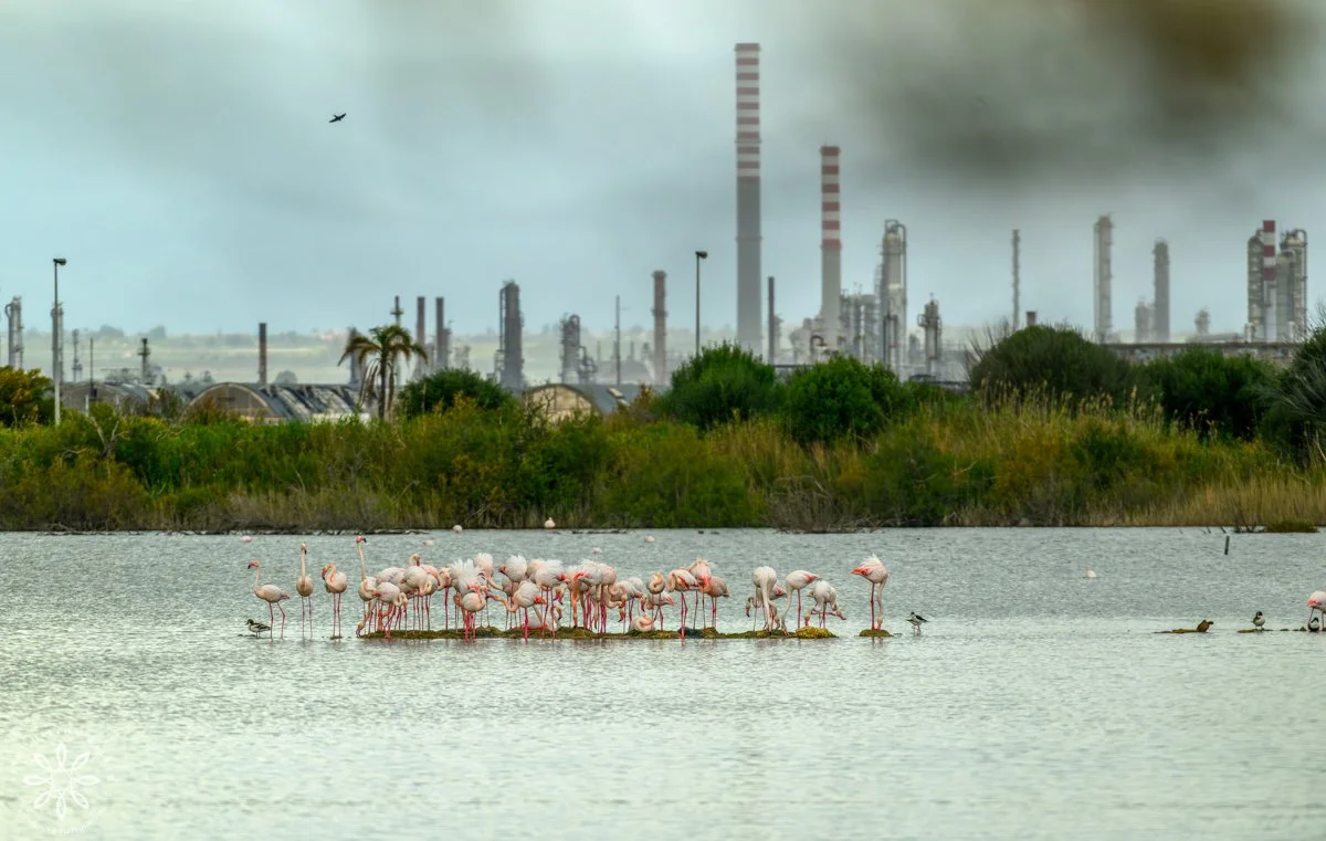 Group of Greater Flamingos standing on a small strip of land in a wetland with industrial complex behind them, fine art wildlife photography print by Linda Dalton Walker