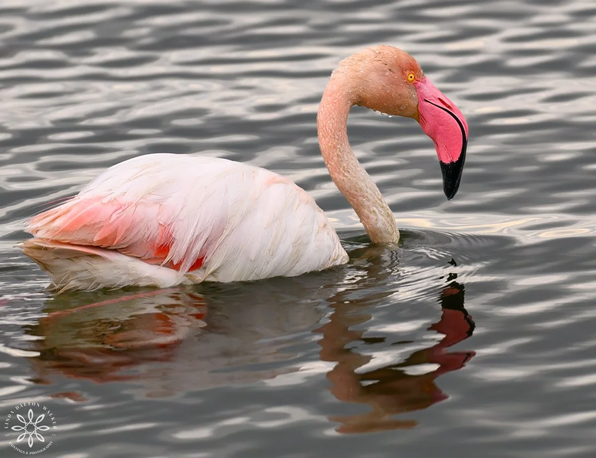 Greater Flamingo, Priolo Nature Reserve, Sicily, All Wet