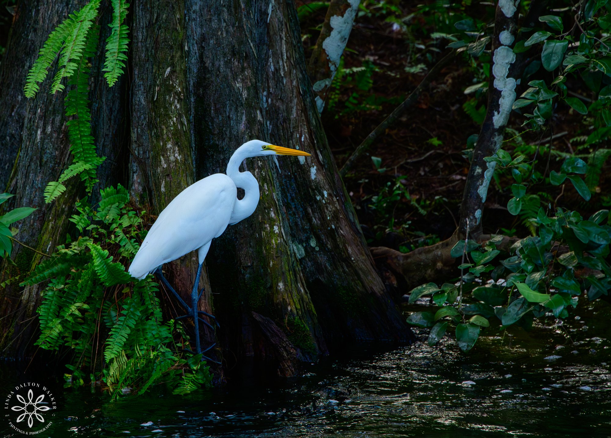 525 Florida Dec 2023, Great Egret, Everglades National Park,Linda Dalton Walker.jpg