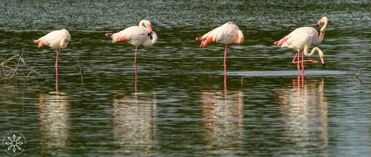 Greater Flamingos, Priolo Nature Reserve, Sicily, Good Company