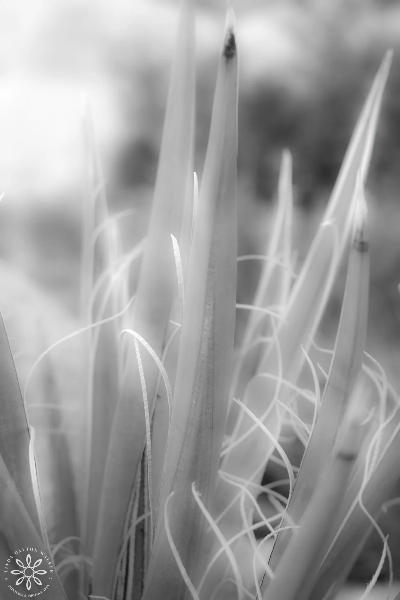 JoshuaTree, California, monochrome, LindaDaltonWalker-8.jpg