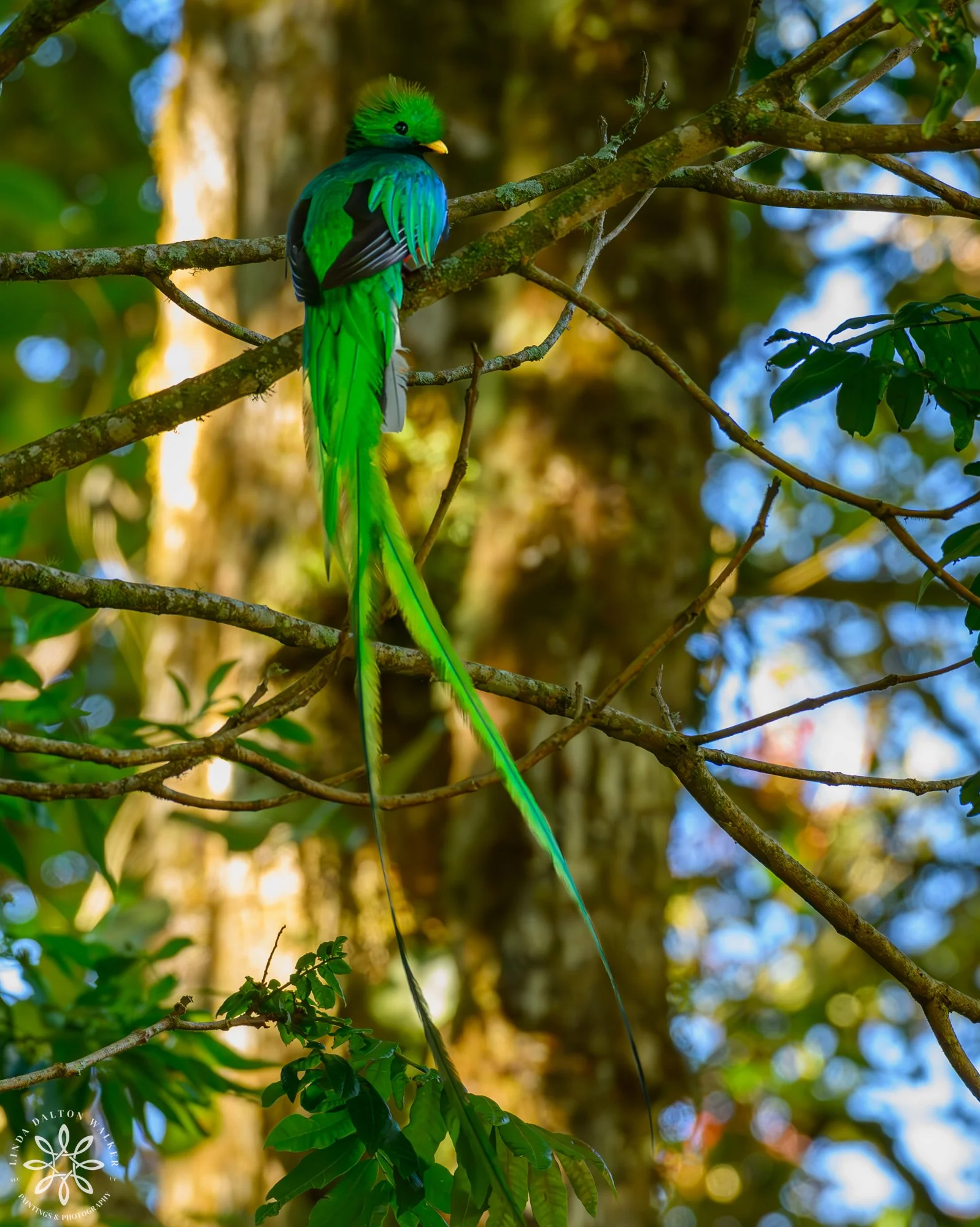 Resplendent Quetzal Male, Pharomachrus mocinno, Costa Rica, Closer