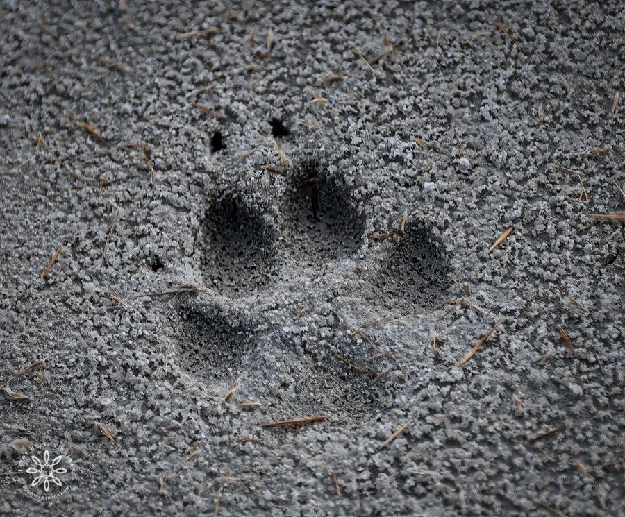 Coyote paw print in sandy dirt with small twigs and debris scattered around.