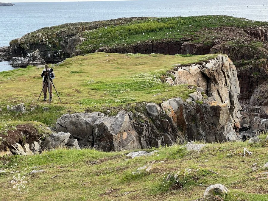 female photographer standing on a landmass surrounded by ocean and another rookery, photographing atlantic puffins.