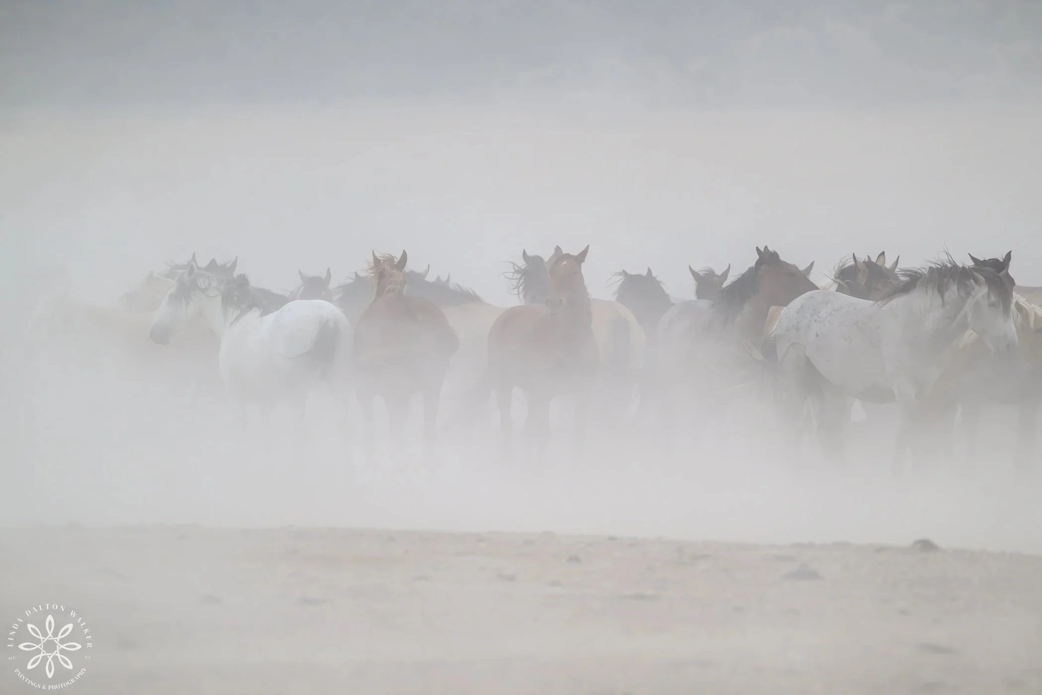 980+Horses+west+desert%2C+Sep+7%2C+8%2C+2024%2C+Linda+Dalton+Walker+nature+photography%2C+wildlife+photographer%2C+female+photographer.jpg