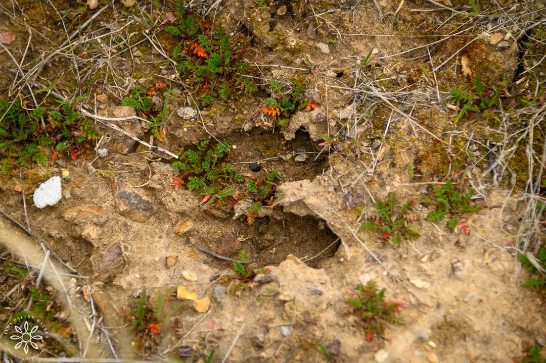 Russian boar tracks in mud
