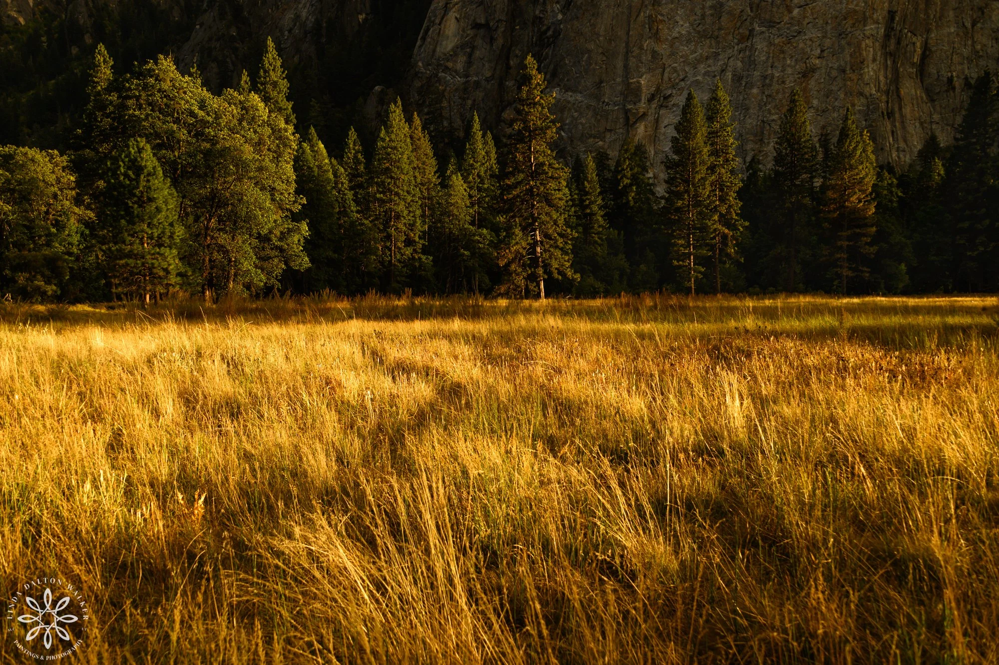 Golden meadow grasses and evergreen trees with the granite cliff of Cathedral emerging through soft atmospheric haze in Yosemite.
