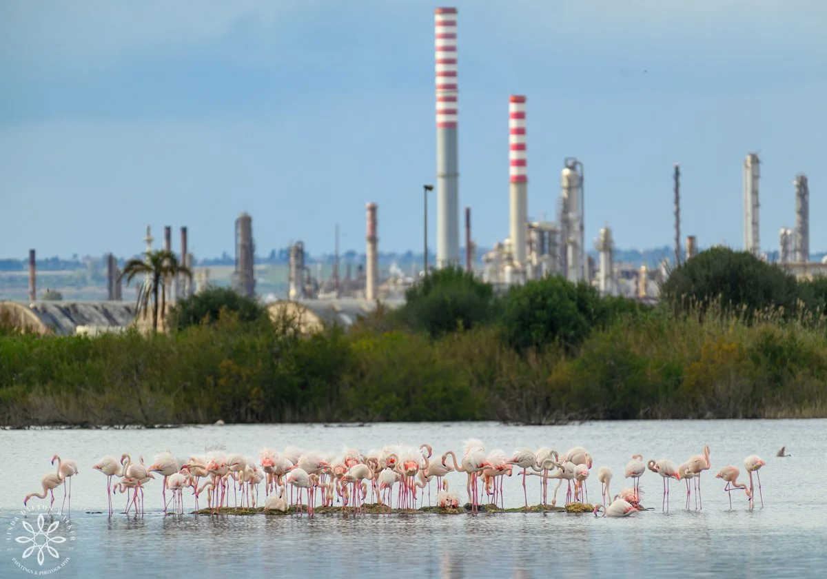 Greater Flamingos, Priolo Nature Reserve, Sicily, Juxtaposition
