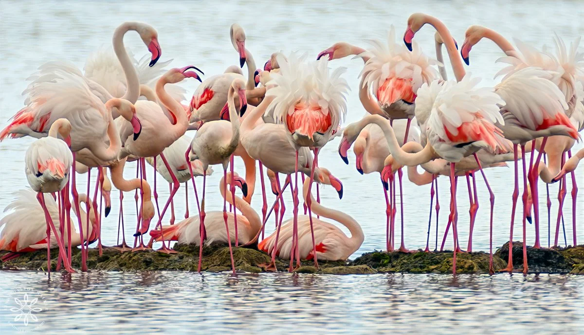 Greater Flamingos, Priolo Nature Reserve, Sicily, Conversations
