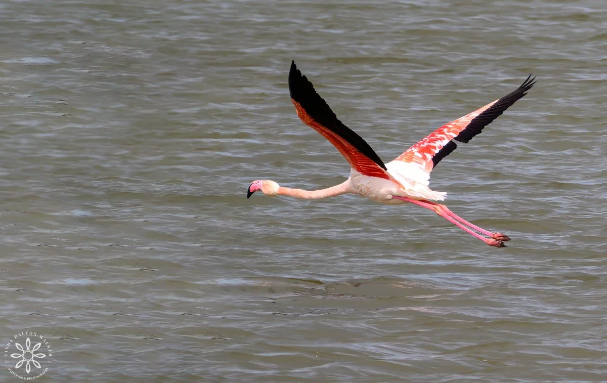 Greater Flamingo, Priolo Nature Reserve, Sicily, Grinning