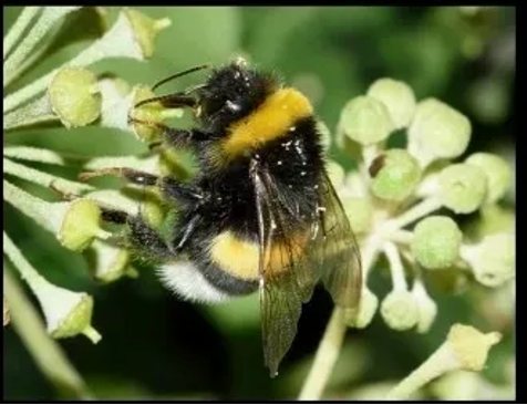 Hvis du så ser på bildet som viser hva bildet egentlig viser og ser litt på dette så vil du se at det plutselig blir mye lettere for deg å se hva det er bilde av på svarthvitt-bildet. Nå har din erfaring satt sitt avtrykk i din hjerne, oppdatert ditt