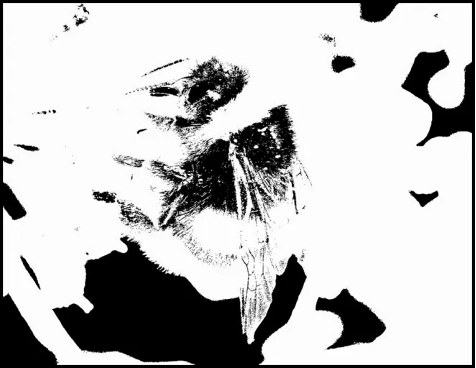 Første gangen du opplever noe jobber hjernen din på spreng for å gi det du opplever mening. Ta for eksempel dette bilde her hentet fra en bok av Lisa Barrett. Hvis du ikke har sett dette tidligere kan det være vanskelig å forstå hva du ser, det er ba