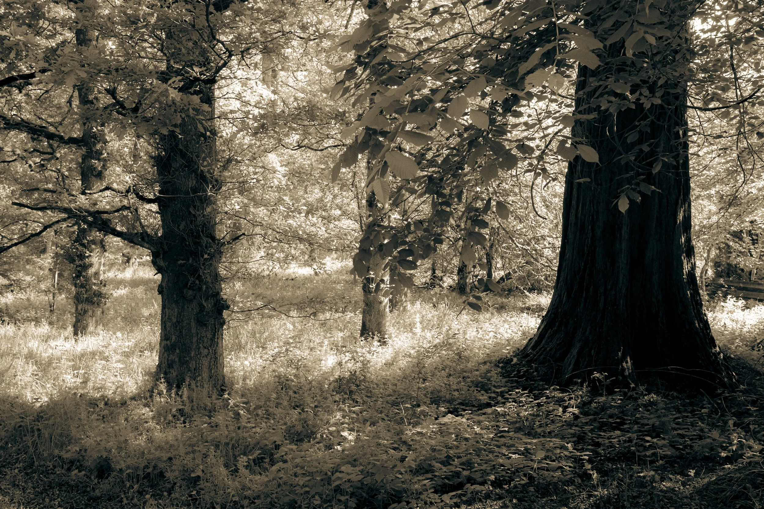 _DSF0478.jpg