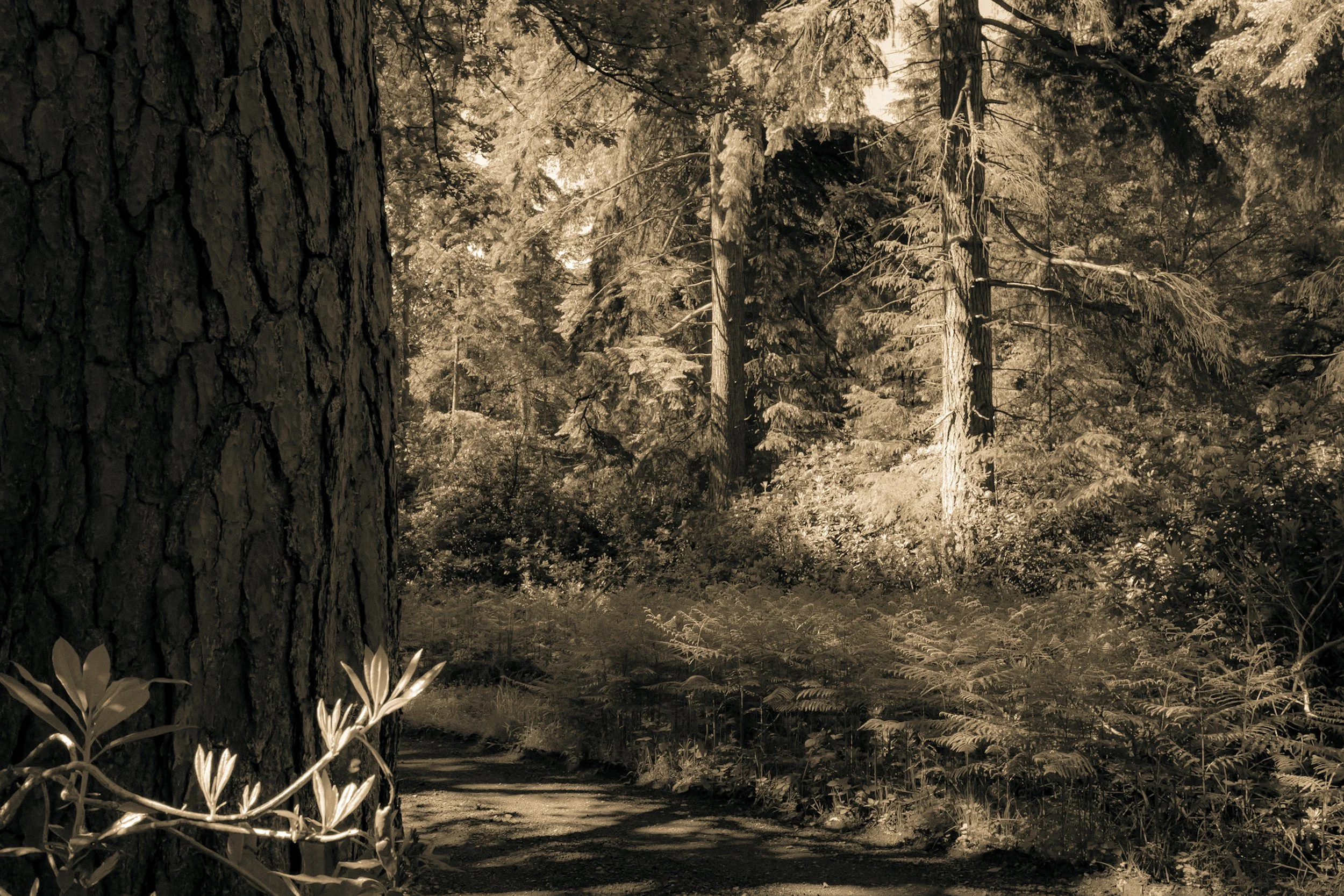 _DSF0558.jpg