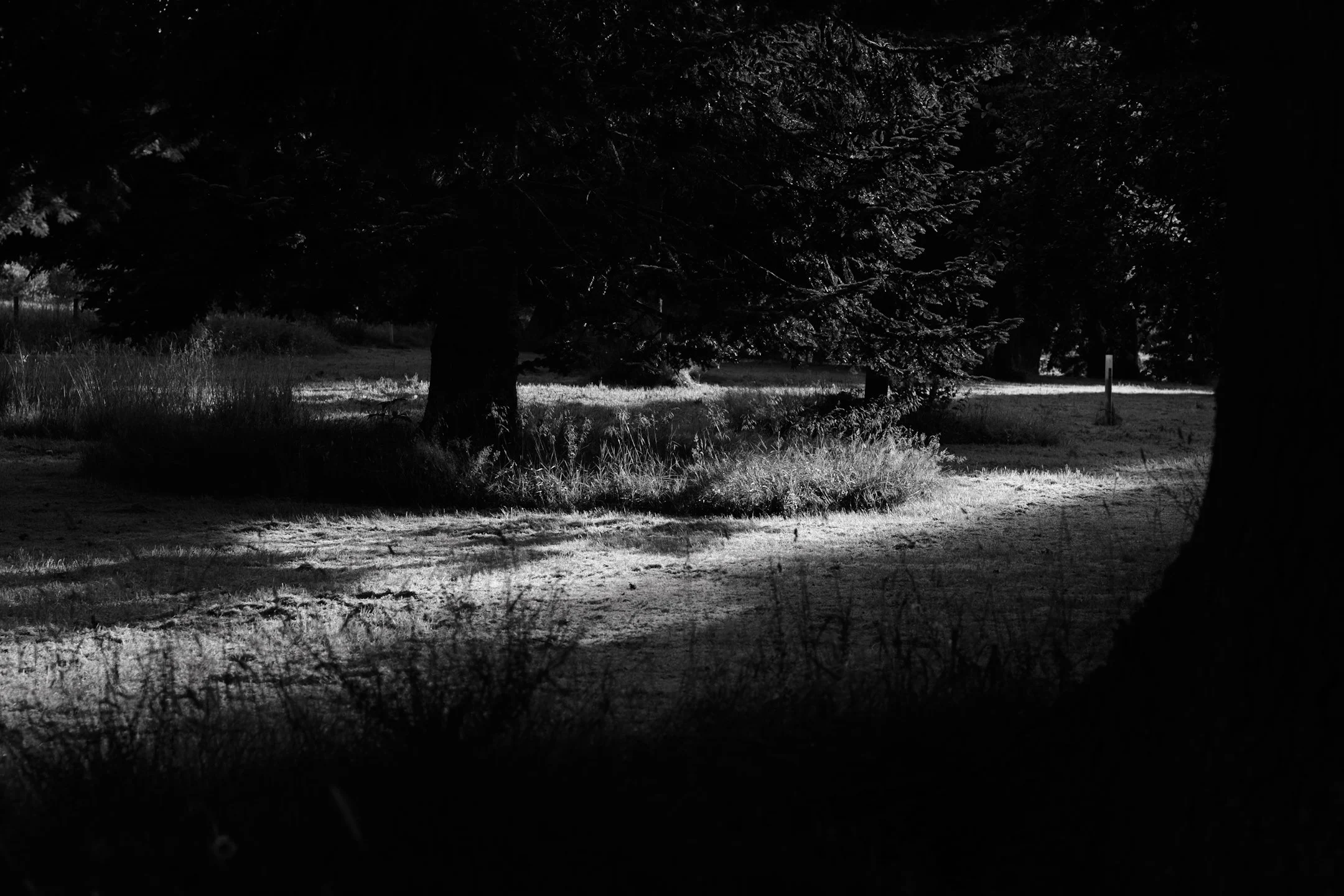 A black and white photo of trees on Strathallan Castle estate with strong sidelite. The photo is a balck and white high contrast image.
