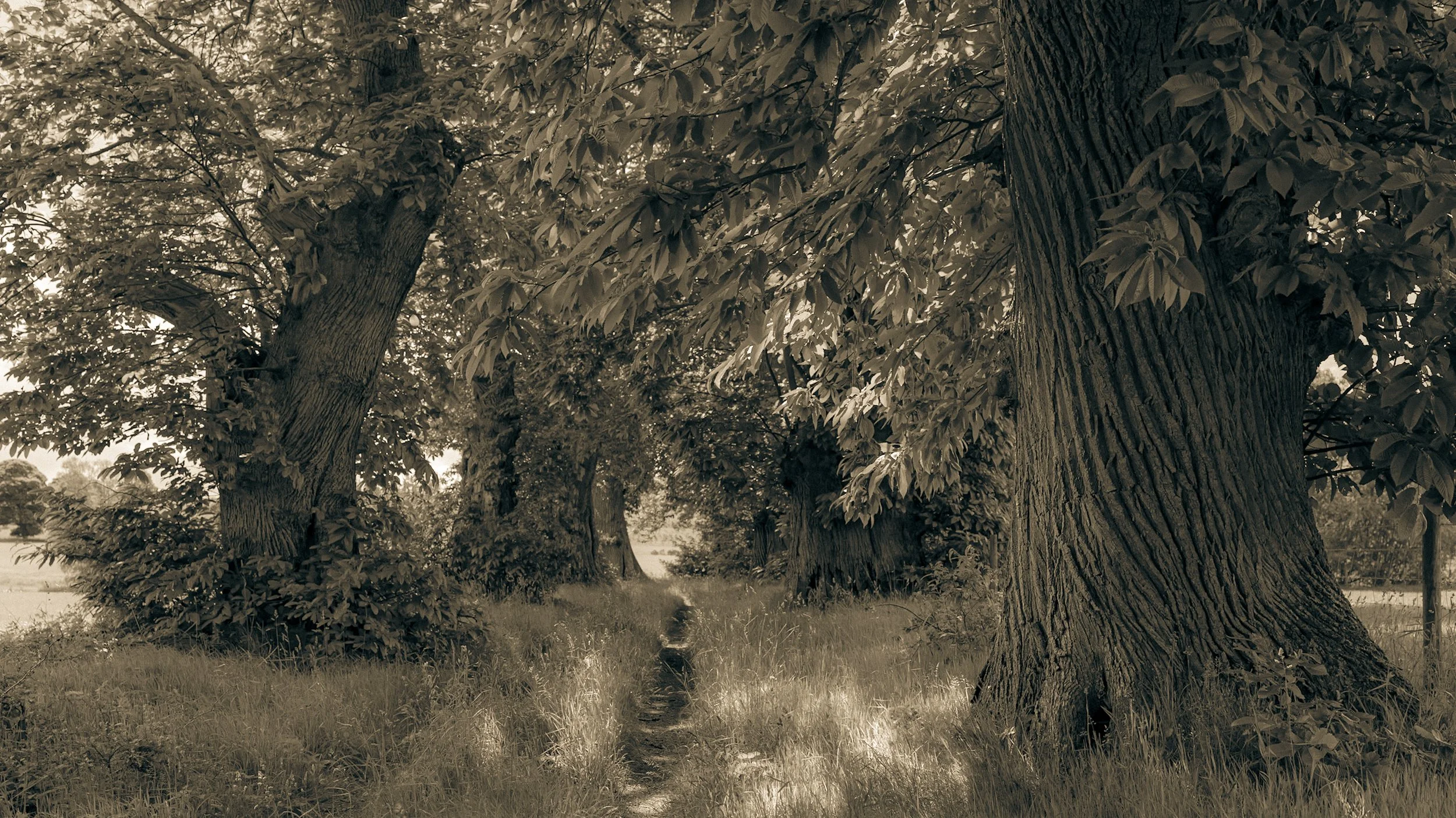 _DSF3242.jpg