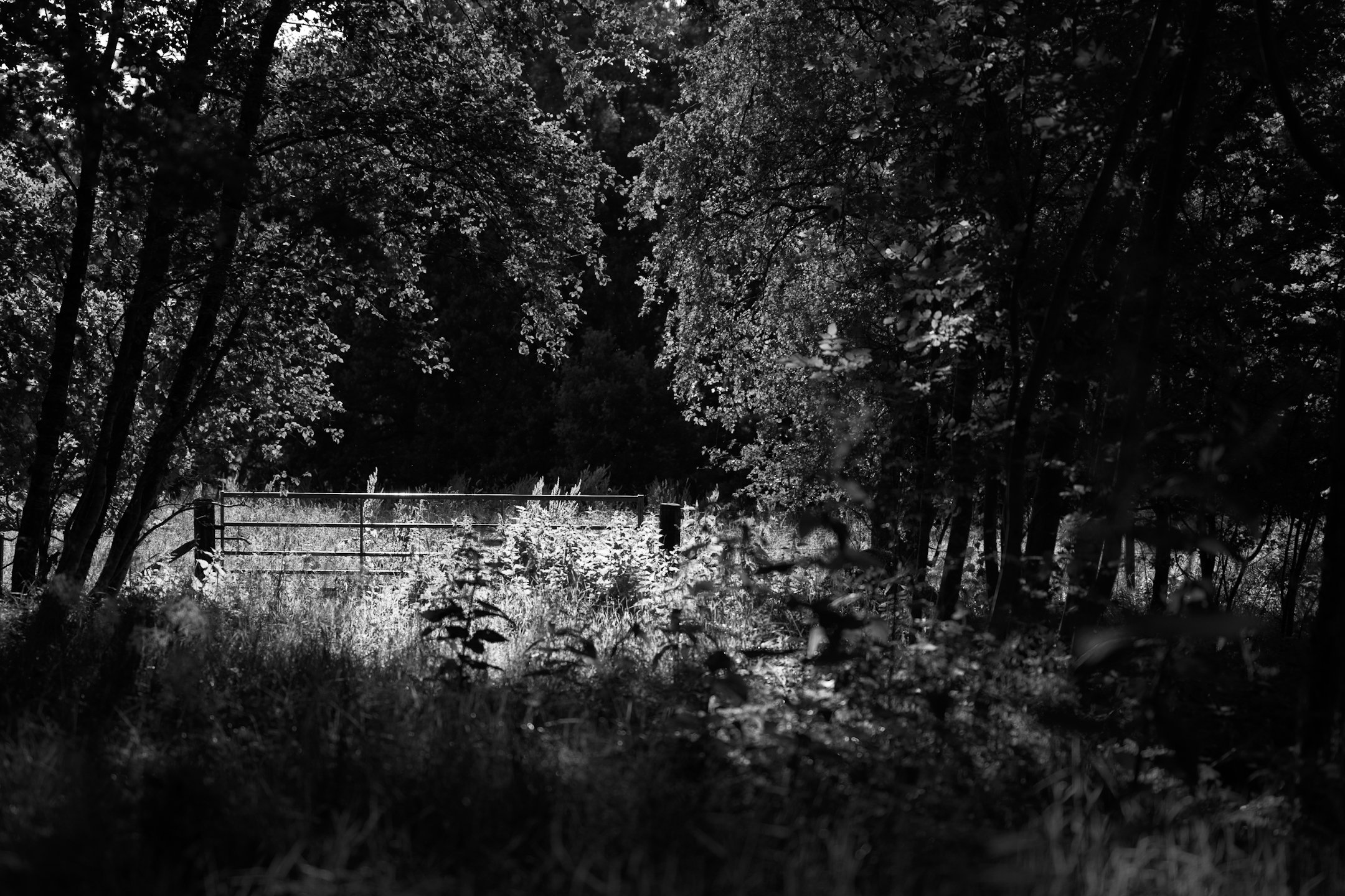 A black and white image of a gate amongst woodland in Auchterarder, Scotland.