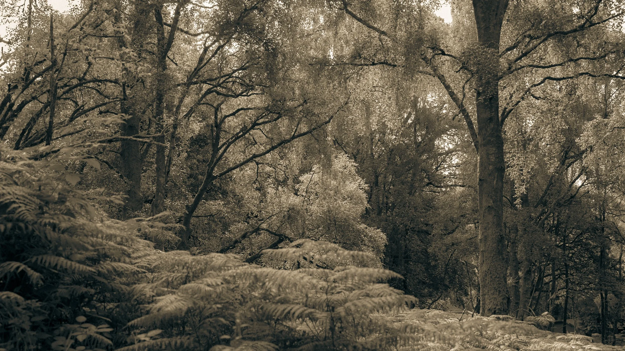 _Z8N0757 2.jpg