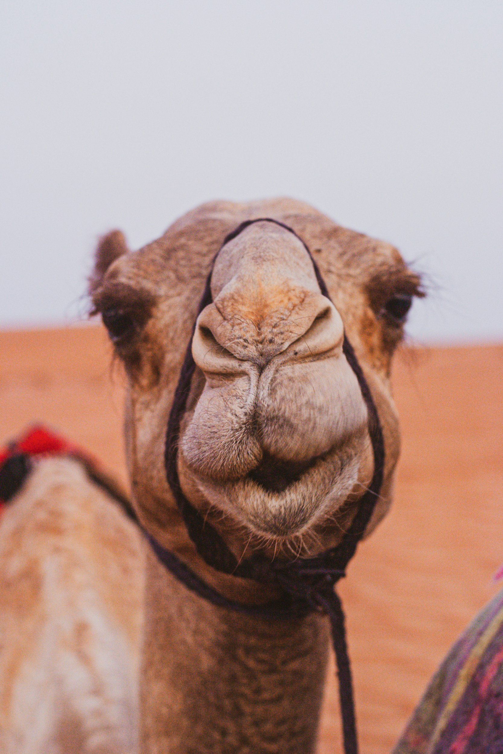 The Gnat and the Camel