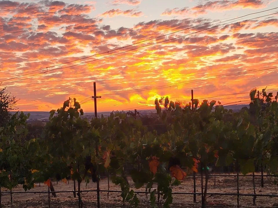vineyard.jpg