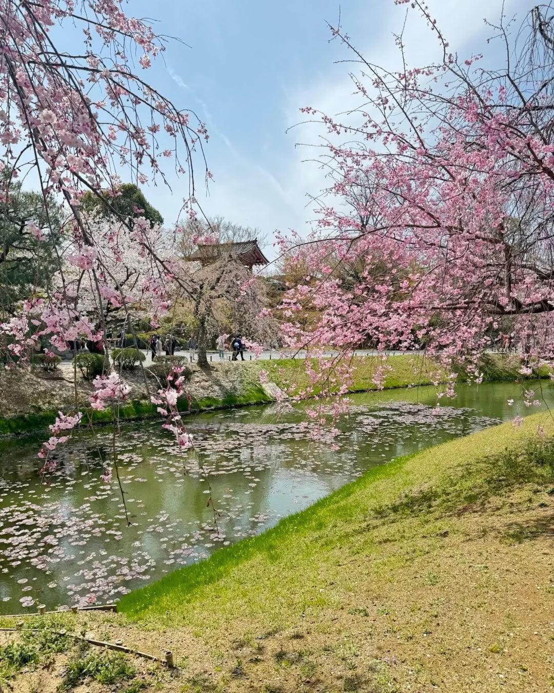 Reflecting Sakura season- graceful, delicate, and naturally beautiful. 

#cherryblossoms #naturalbeauty #spring #flowers #japan #kyoto