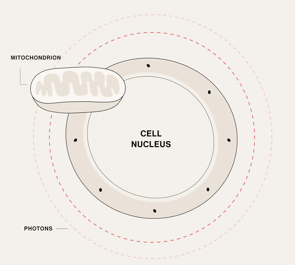 Diagram of a cell showing the nucleus, mitochondrion, and photons around the cell.