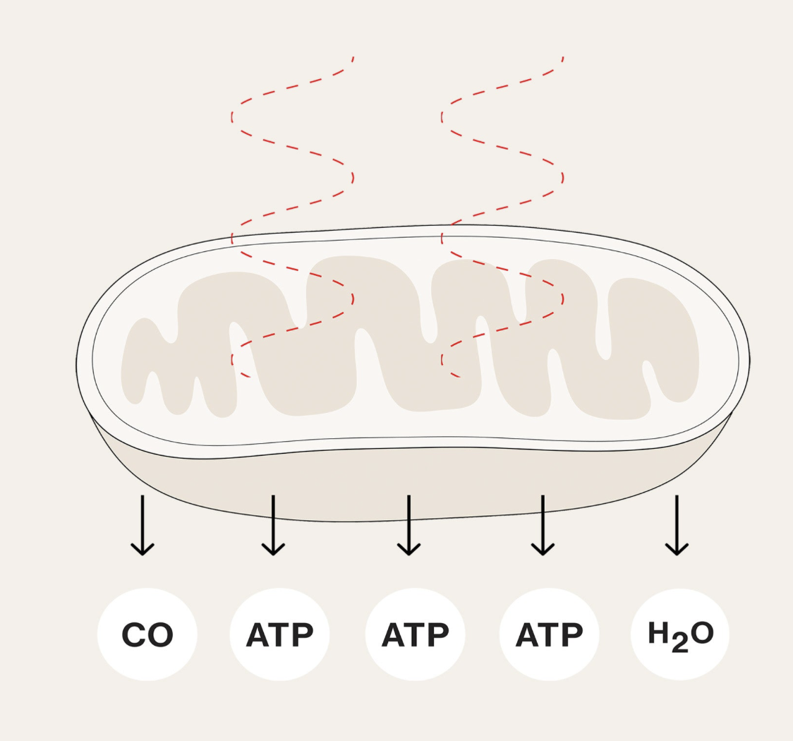 Diagram of cellular respiration showing mitochondrion with red dashed lines representing oxygen molecules entering and carbon dioxide, water, and ATP molecules leaving, indicating energy production.