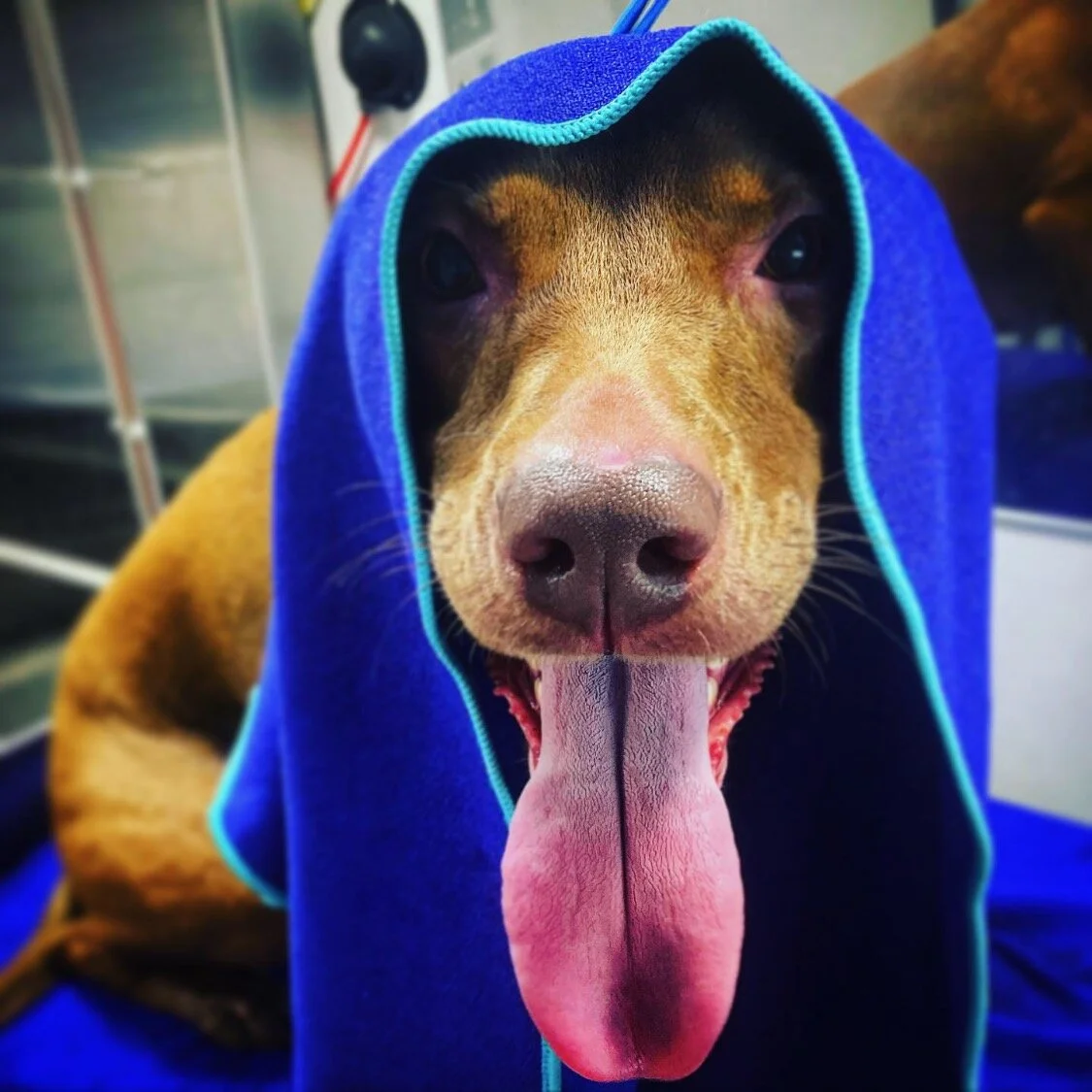 green collar grooming